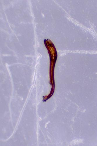 Cerylon sp.